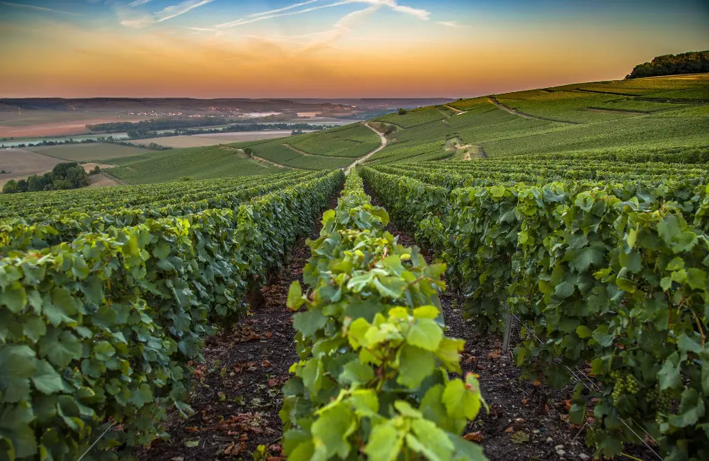 Xlab accompagne le vignoble champenois à répondre aux défis de demain Des solutions techniques au service de la filière Champagne